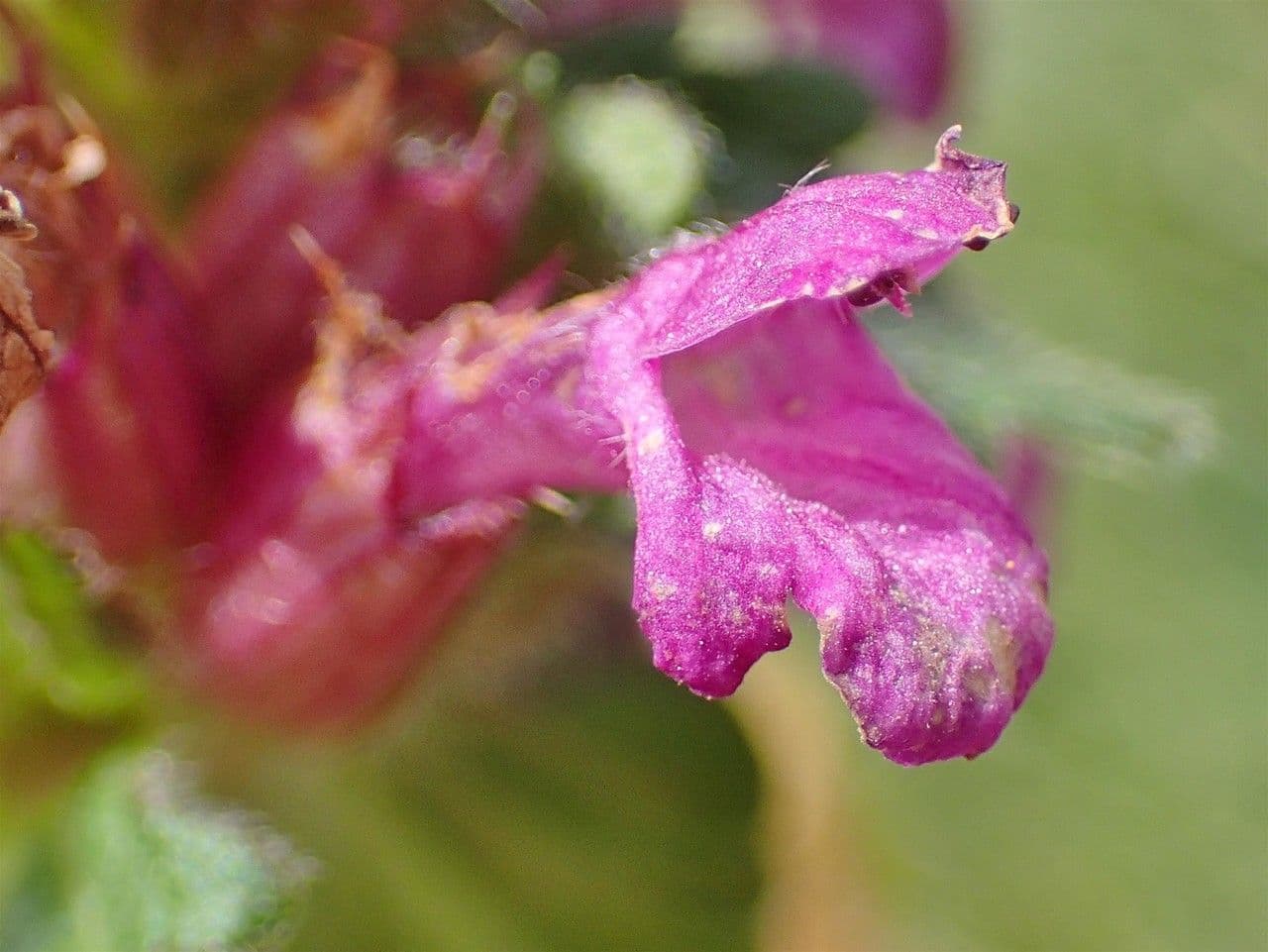 Stachys 6