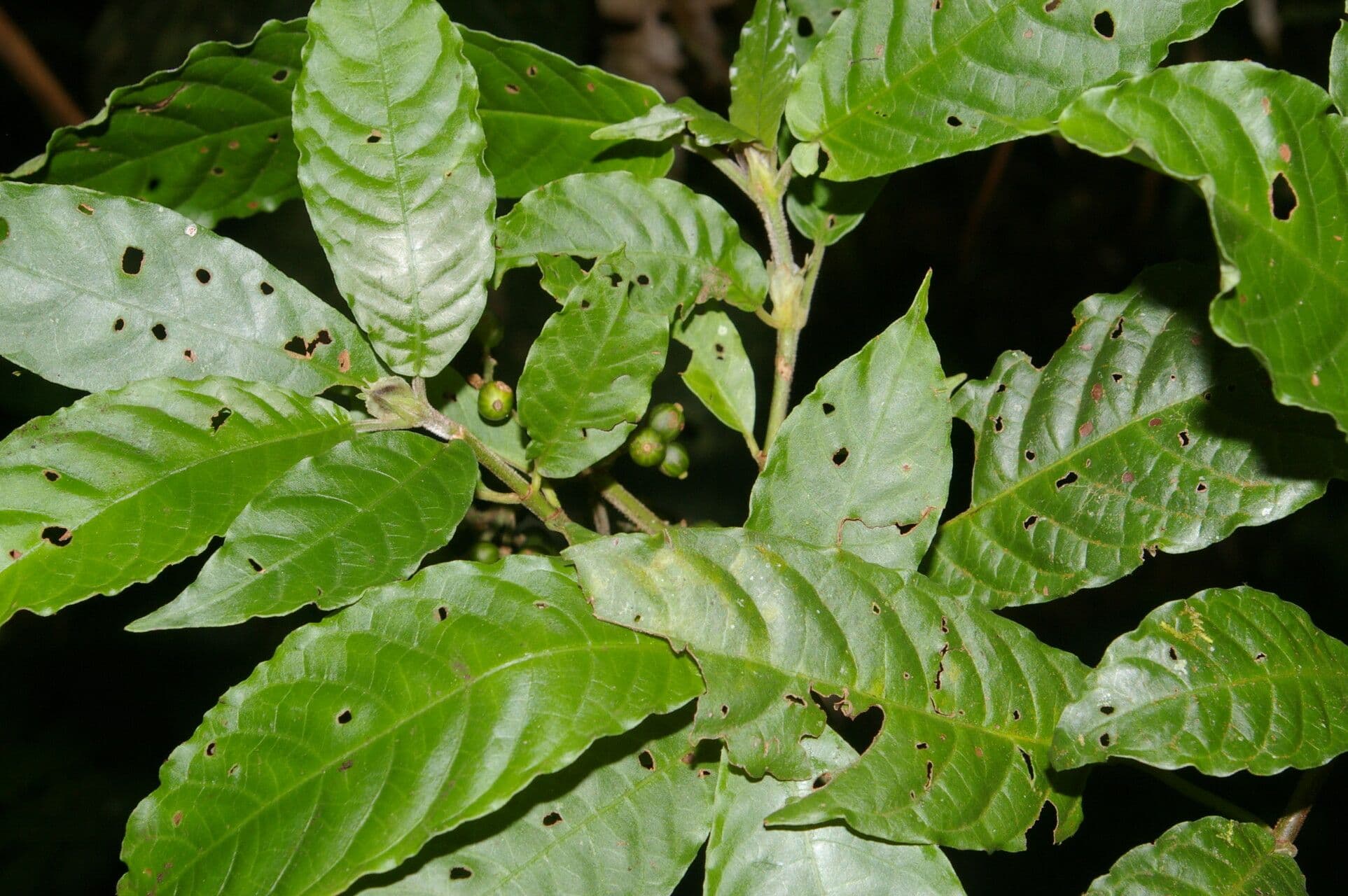 Psychotria