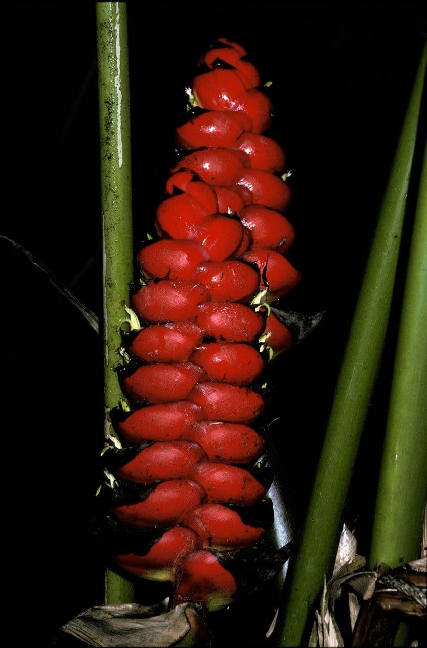 Eliconia 7