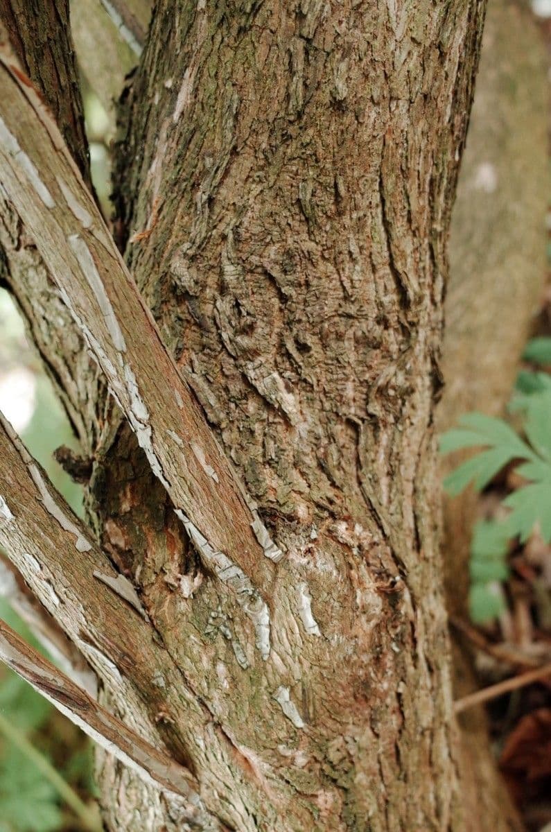 Rododendron stromovit
 24
