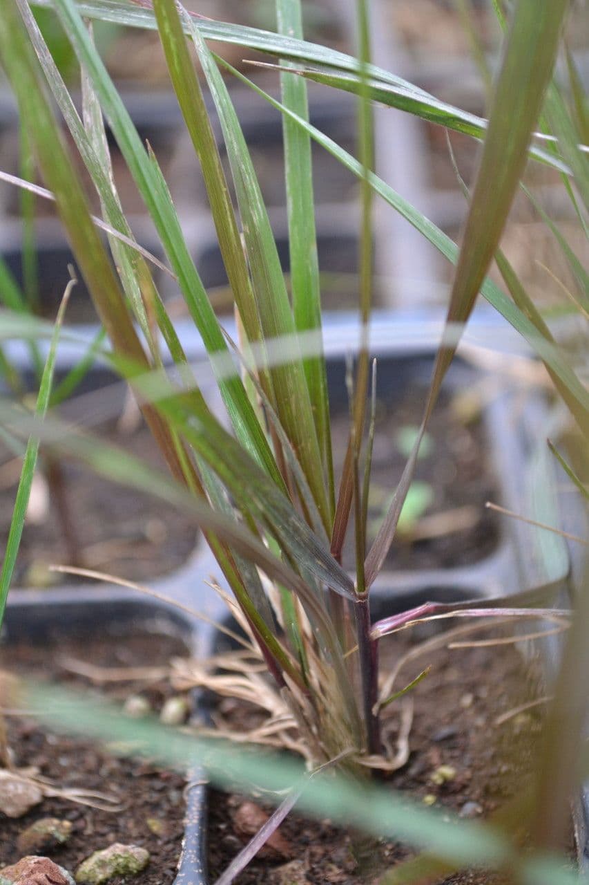 Elymus virginicus 19