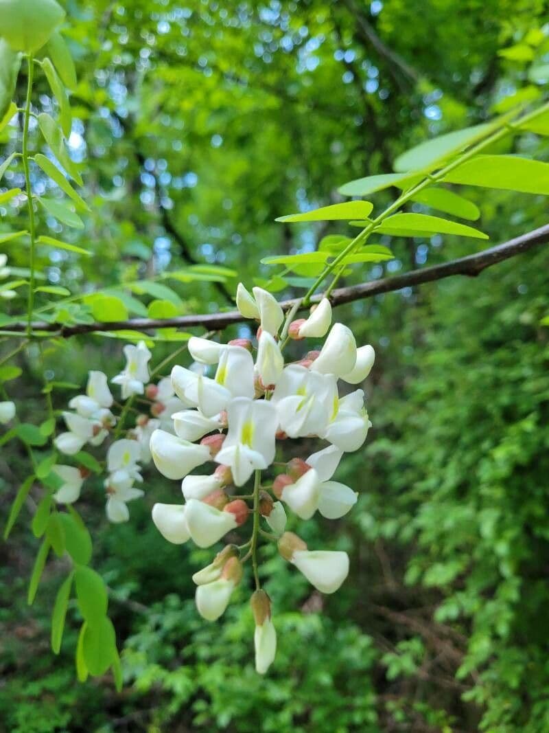 Cladrastis kentukea 8