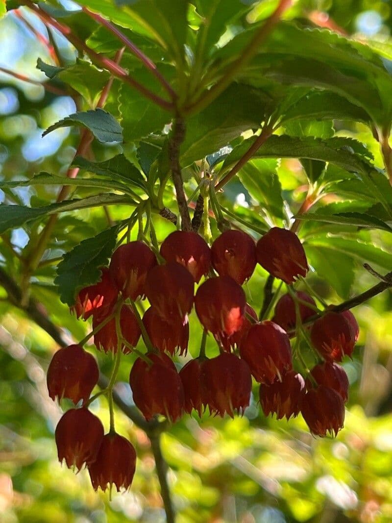 Enkianthus