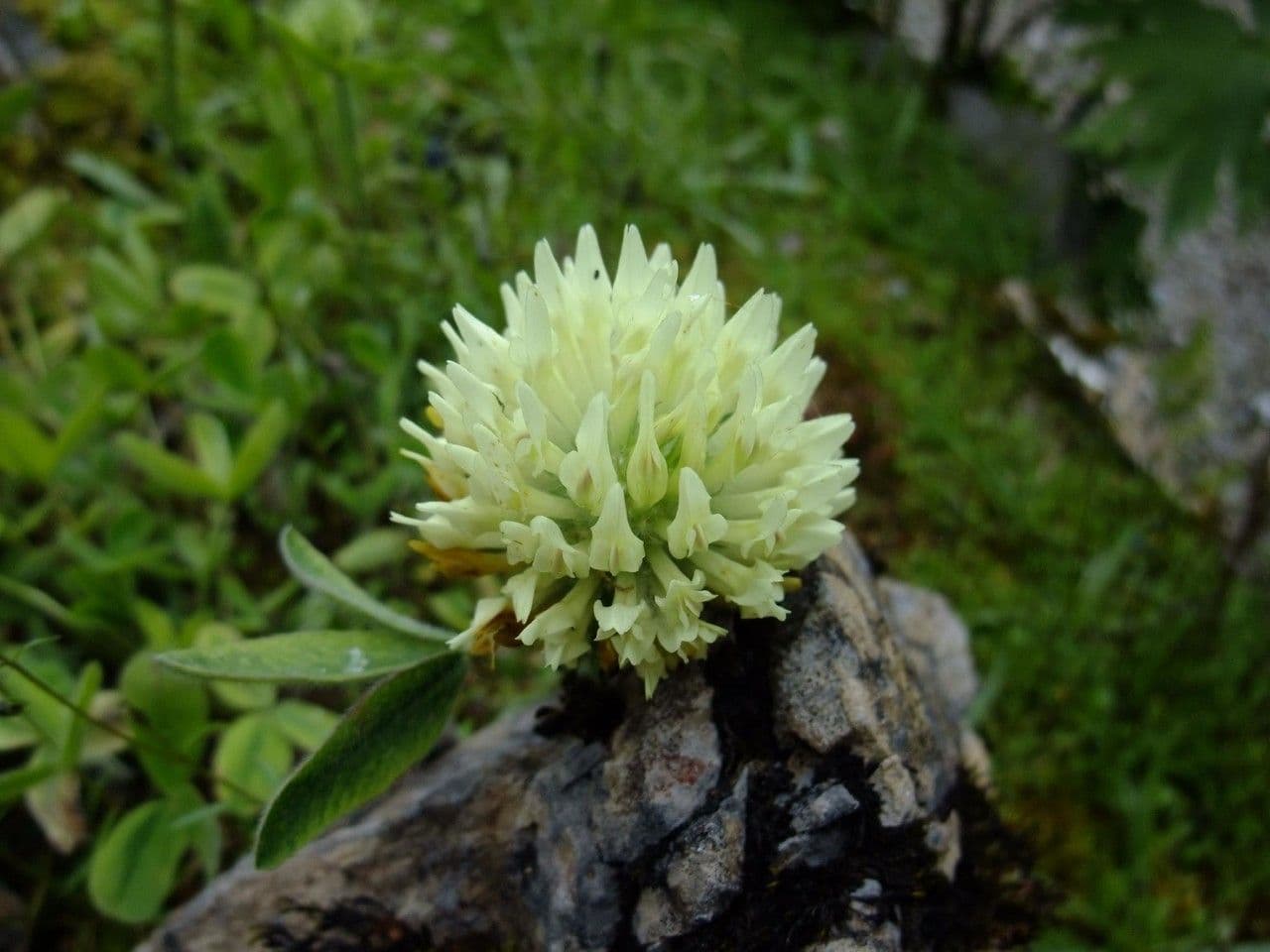Trifoglio 4