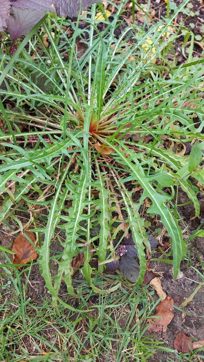 Enagra gialla 11