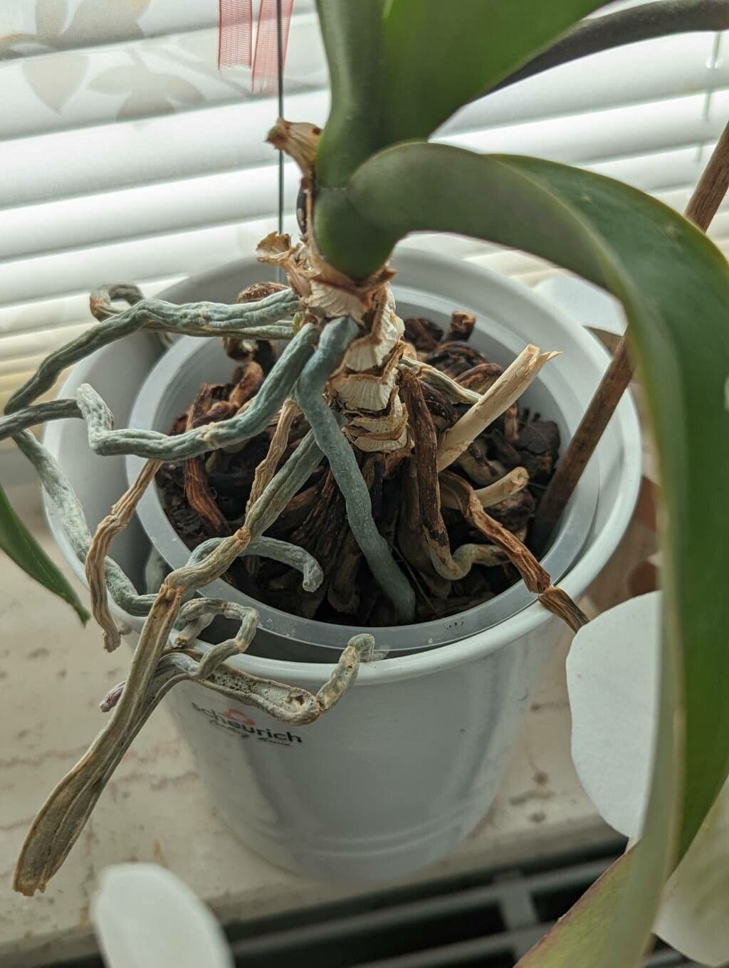 Orchidea farfalla 18
