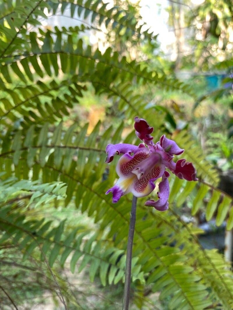 Orchidea formica