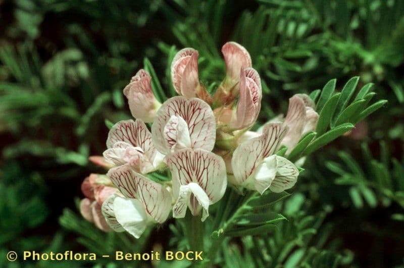 Veccia argentea