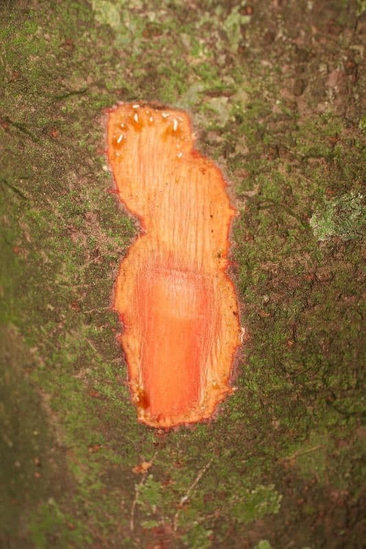 Pourouma