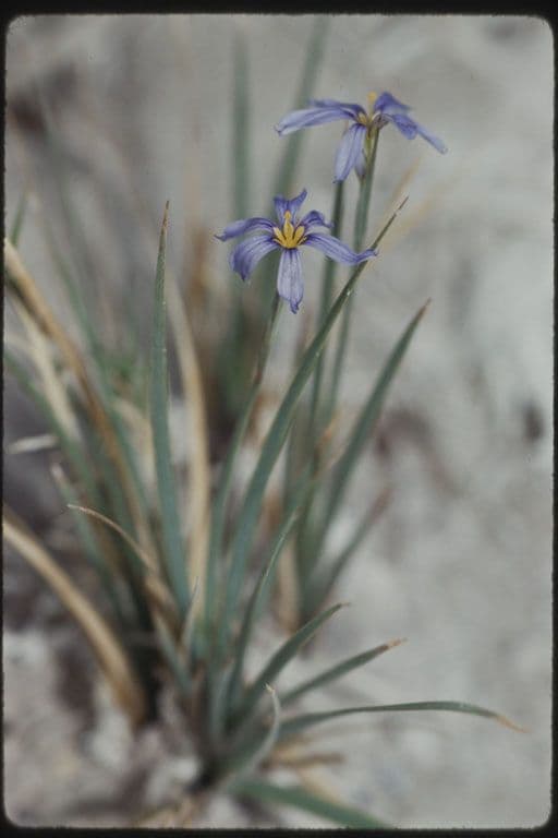 Sisyrinchium 6