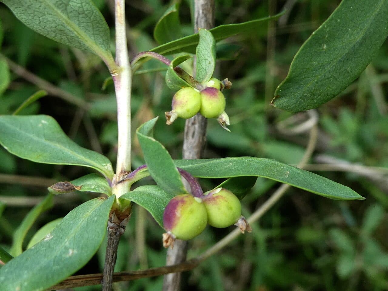 Caprifoglio pirenaico 5