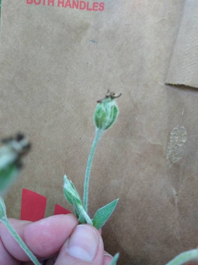 Smolnice obecná