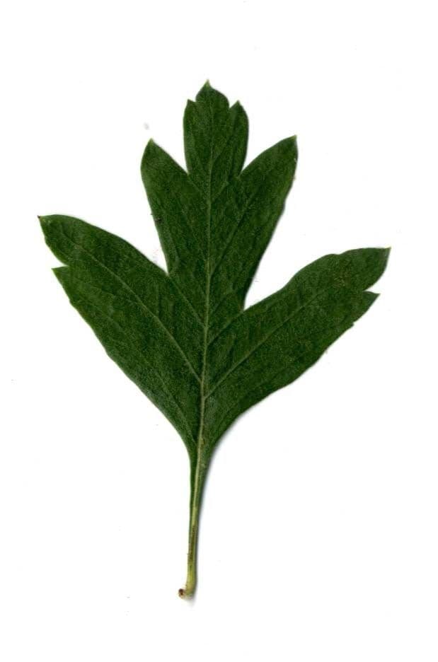 Azzarola 26