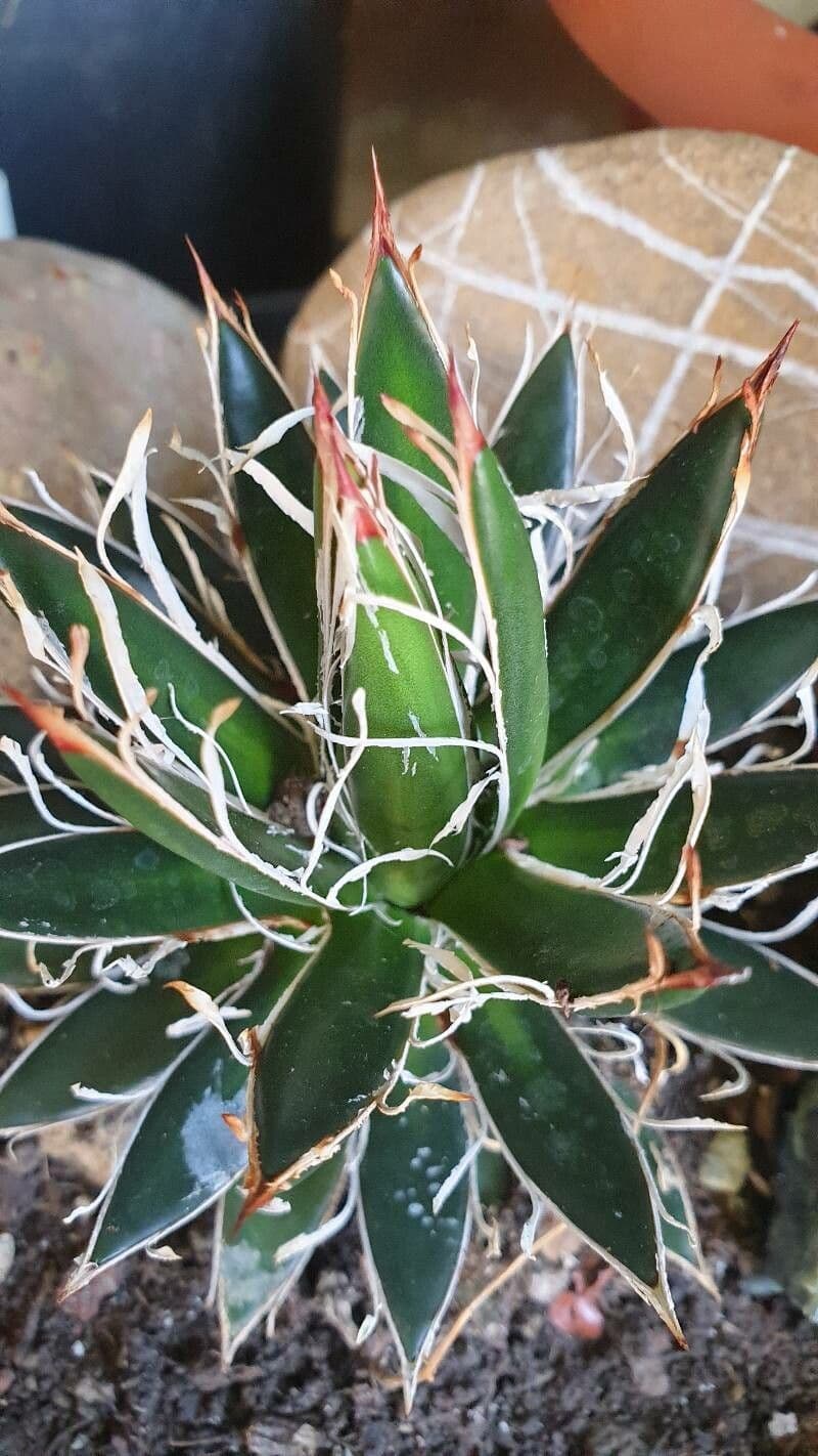 Kleinblütige Agave 4