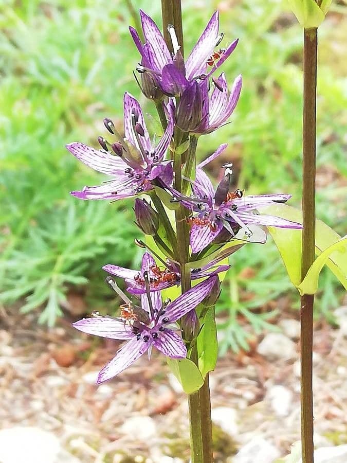Suertia 5