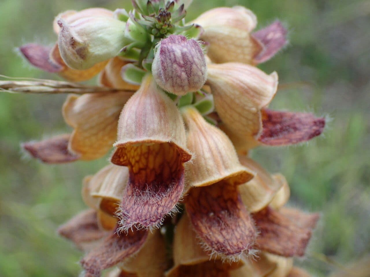 Digitale rugginosa 8