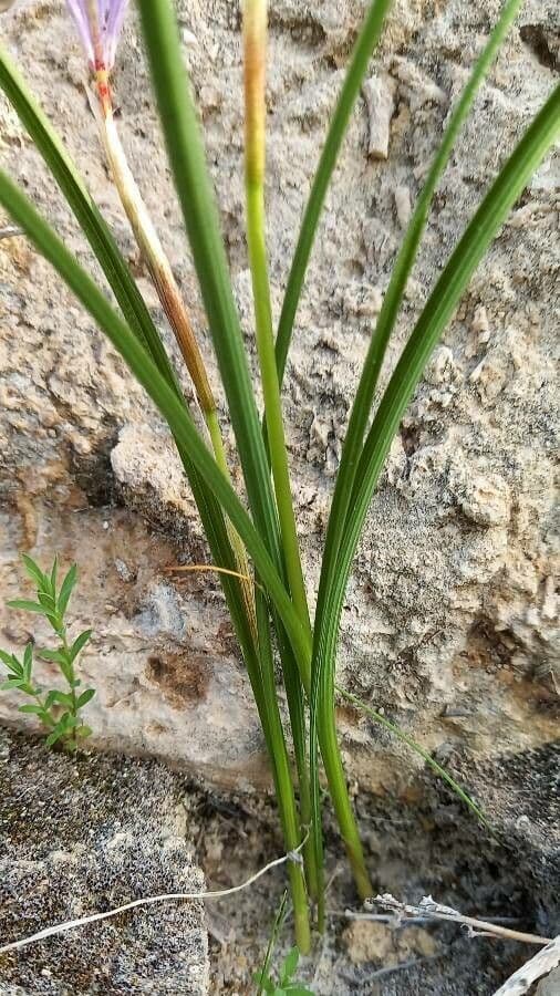 Moraea 20