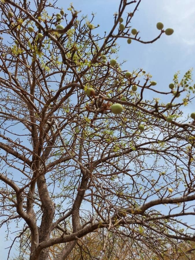 Marula 18