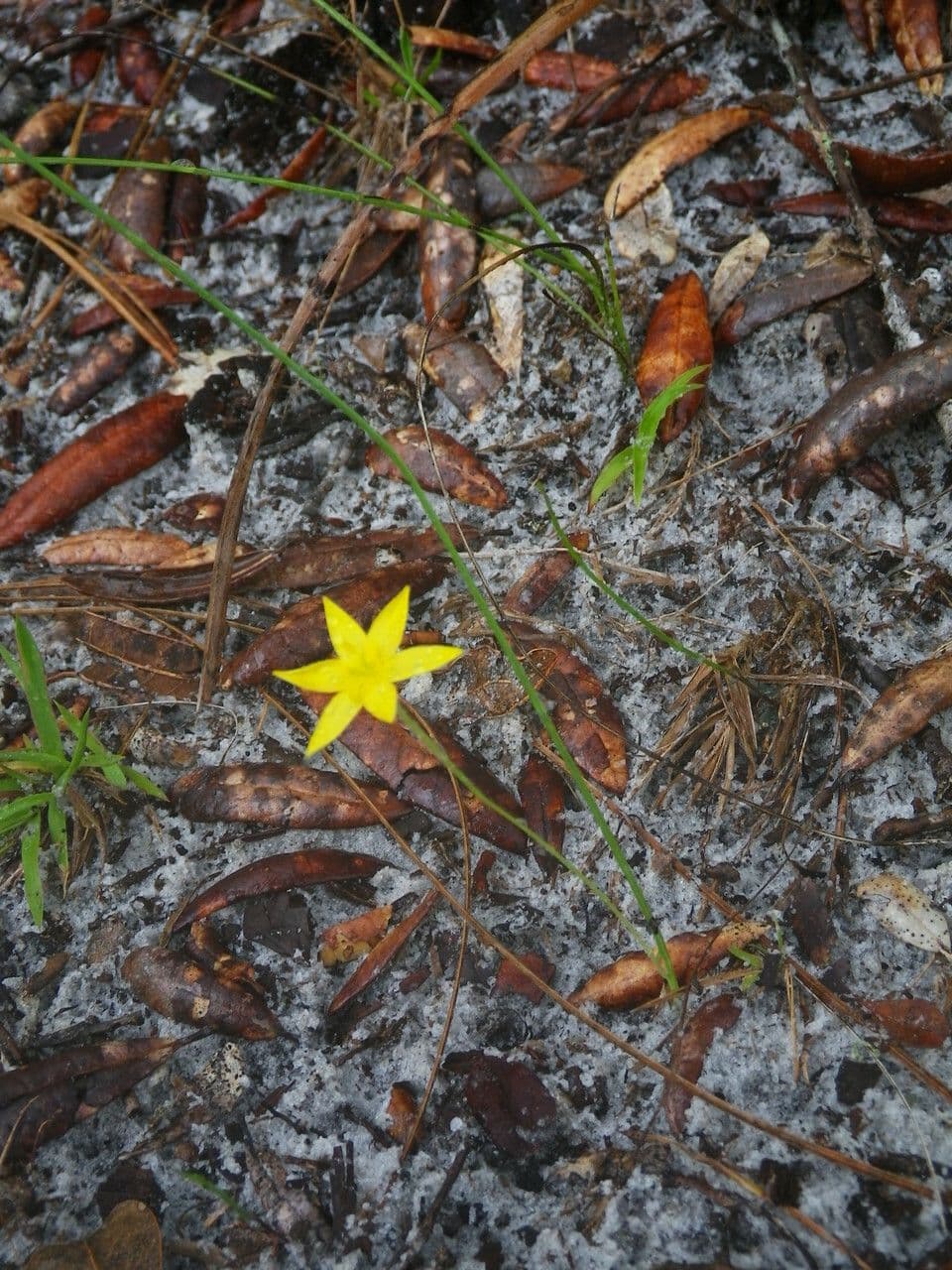 Binsenblättrige Sternbinse 7