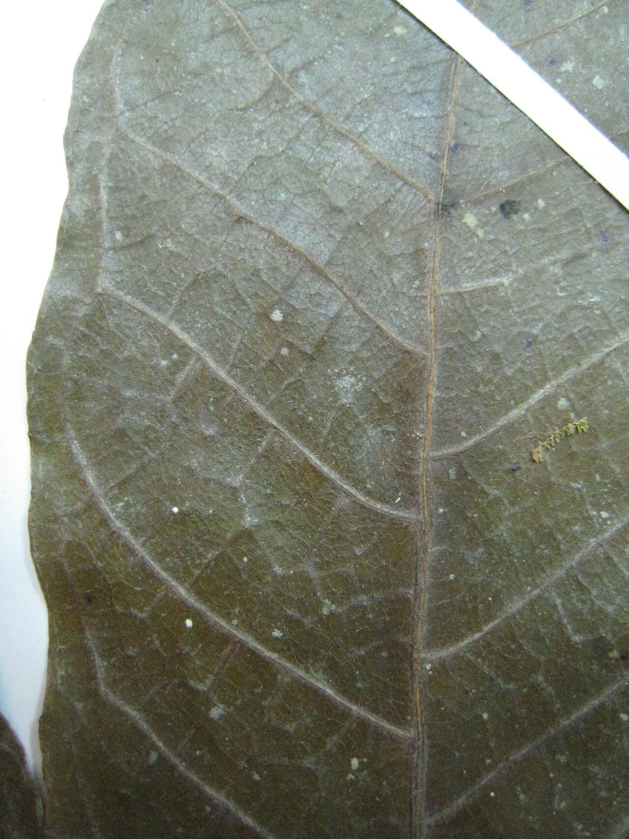 Batocarpus 7