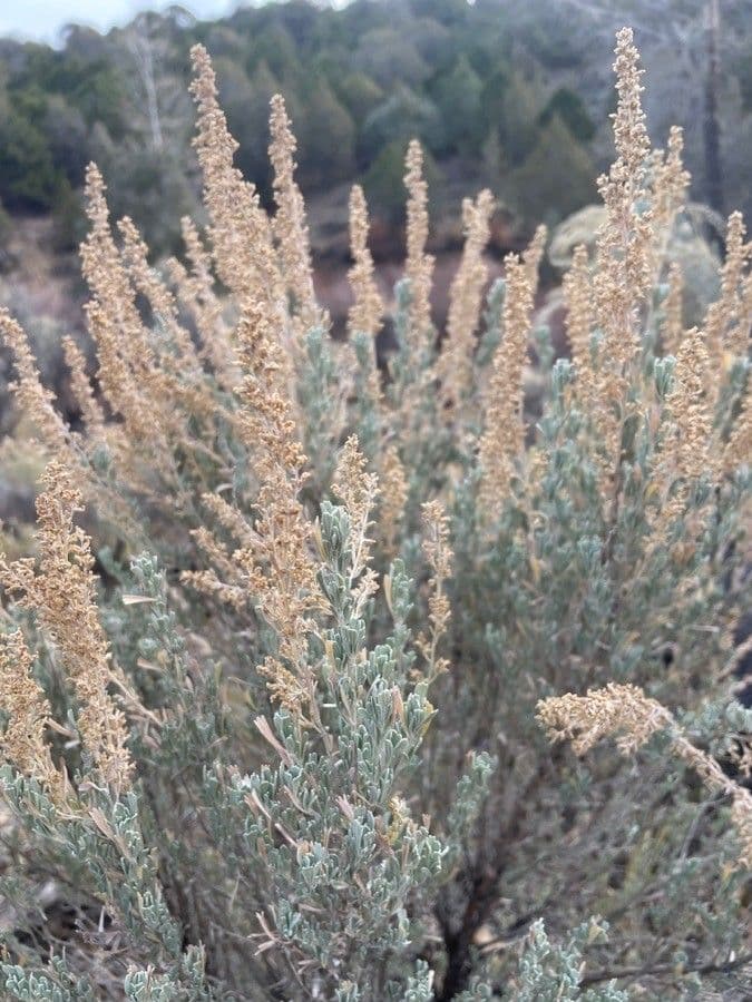 Artemisia tridentata 8