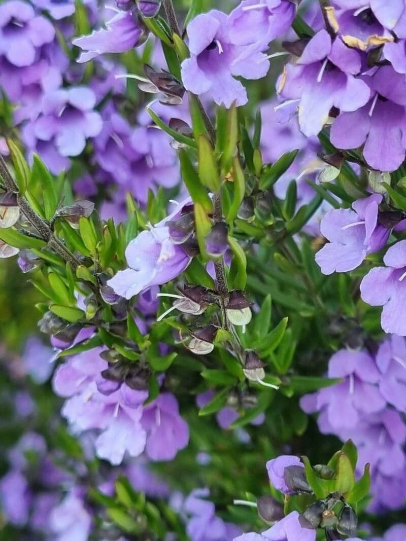 Prostanthera 9