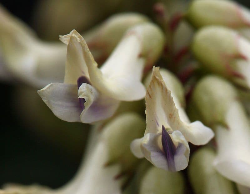 Astragalo 5