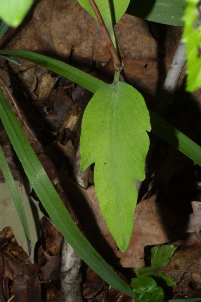 Clematide coriacea 17