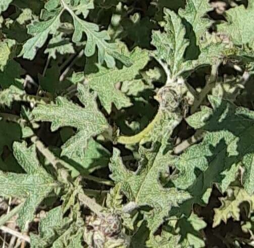 Sphaeralcea australe 11