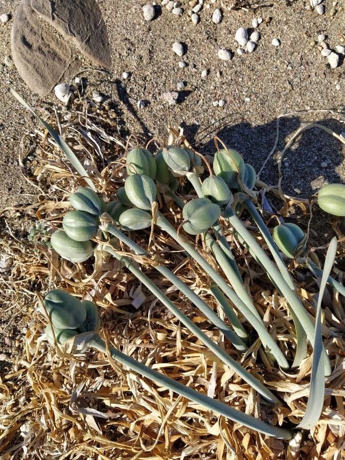 Pankracjum nadmorskie 3