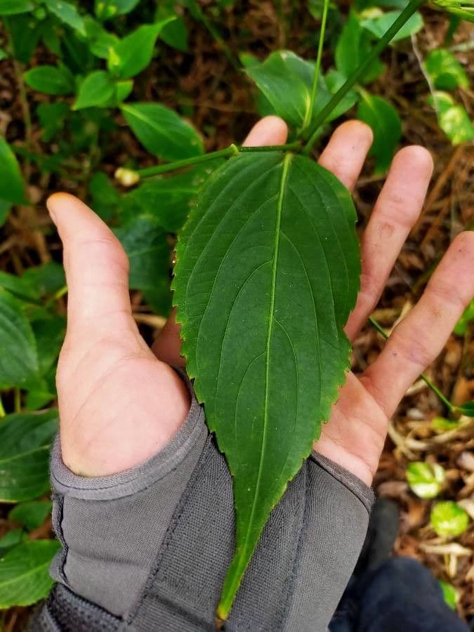 Strobilanthes 11