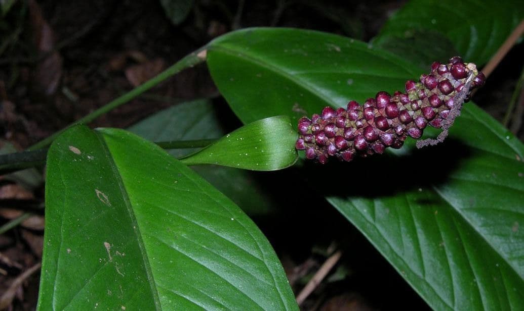 Anthurium lanceolato 9