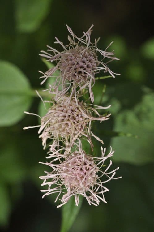 Sercolistna Brickellia 2