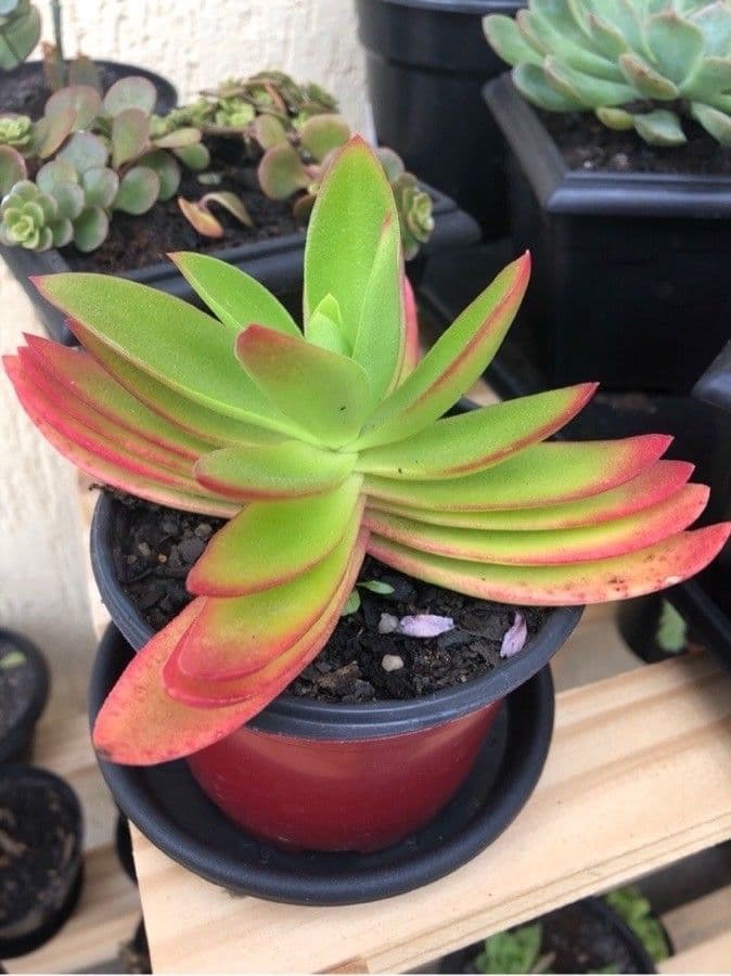 Crassula 20