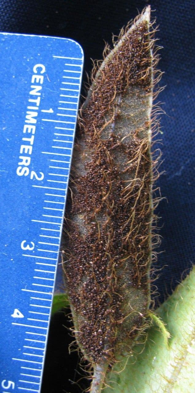 Elaphoglossum 2