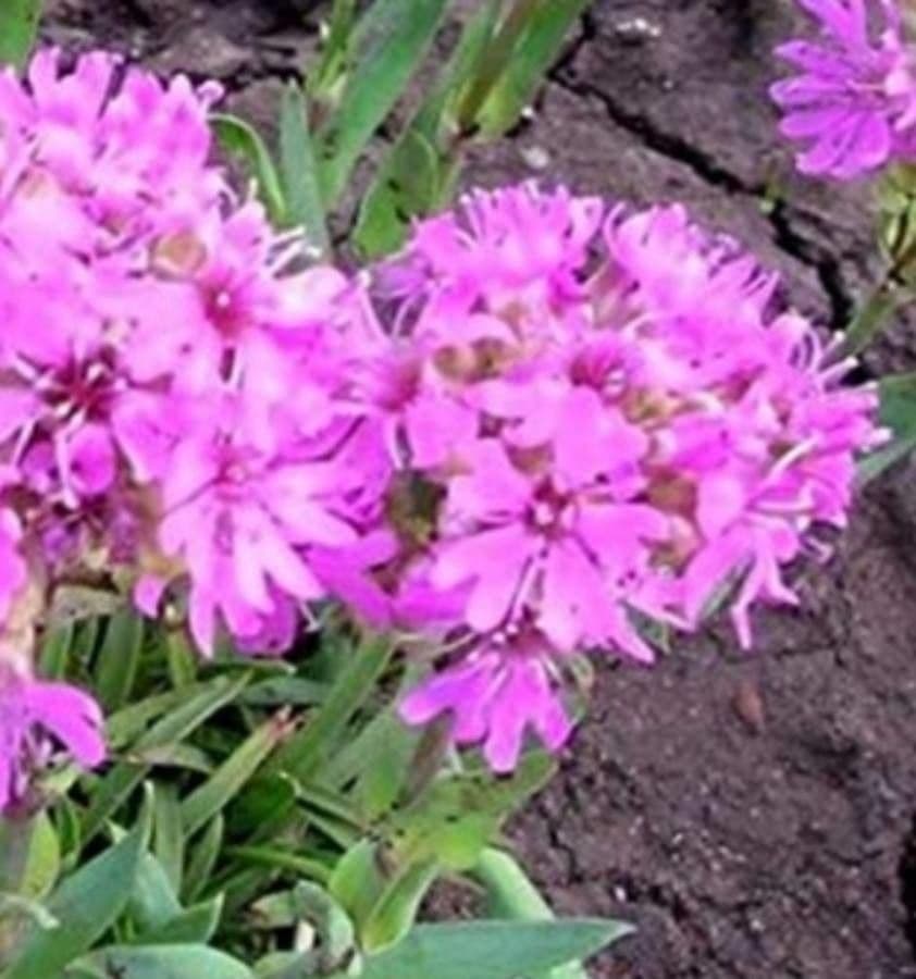 Smolnička alpská 2