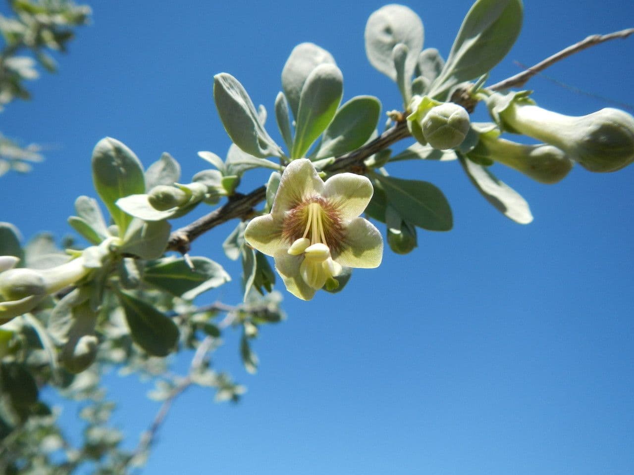 Licium pallido 6