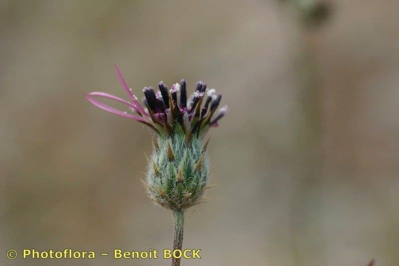 Volutaria tubuliflora 17