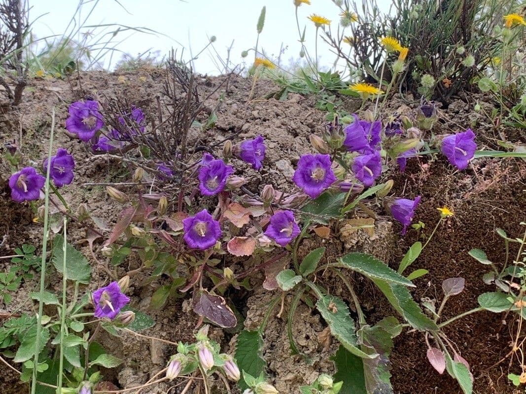 Campanula