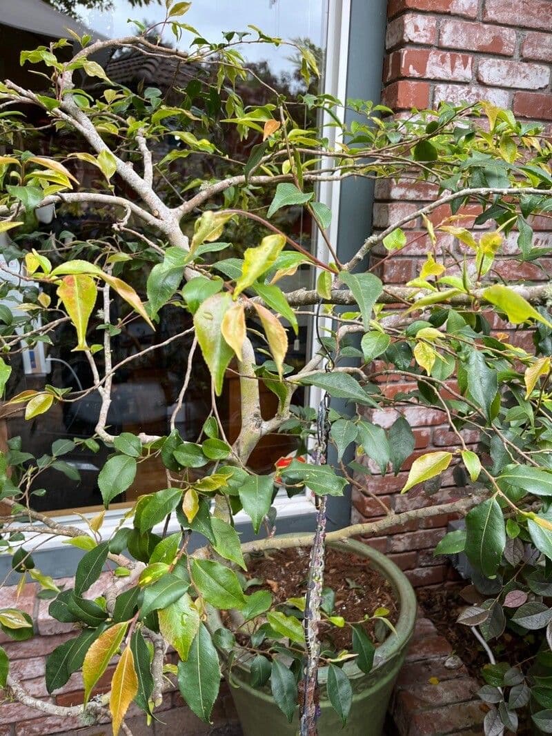Camelia dello Yunnan 10