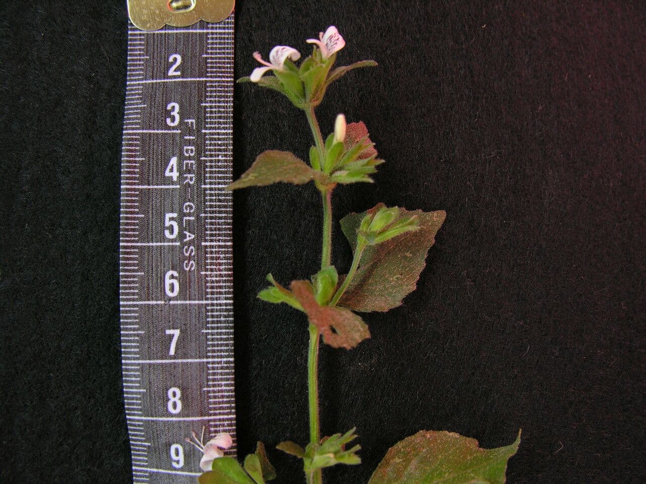 Hypoestes 7