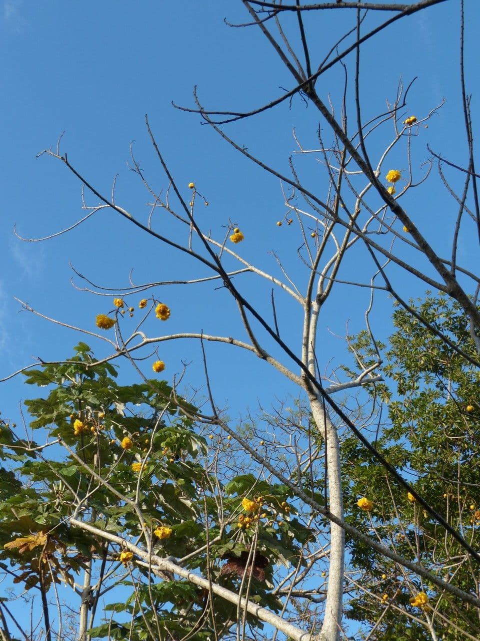 Rosa amarilla 15