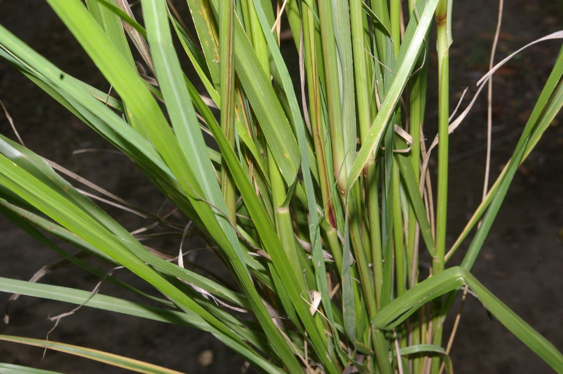 Eragrostis prolifera 7
