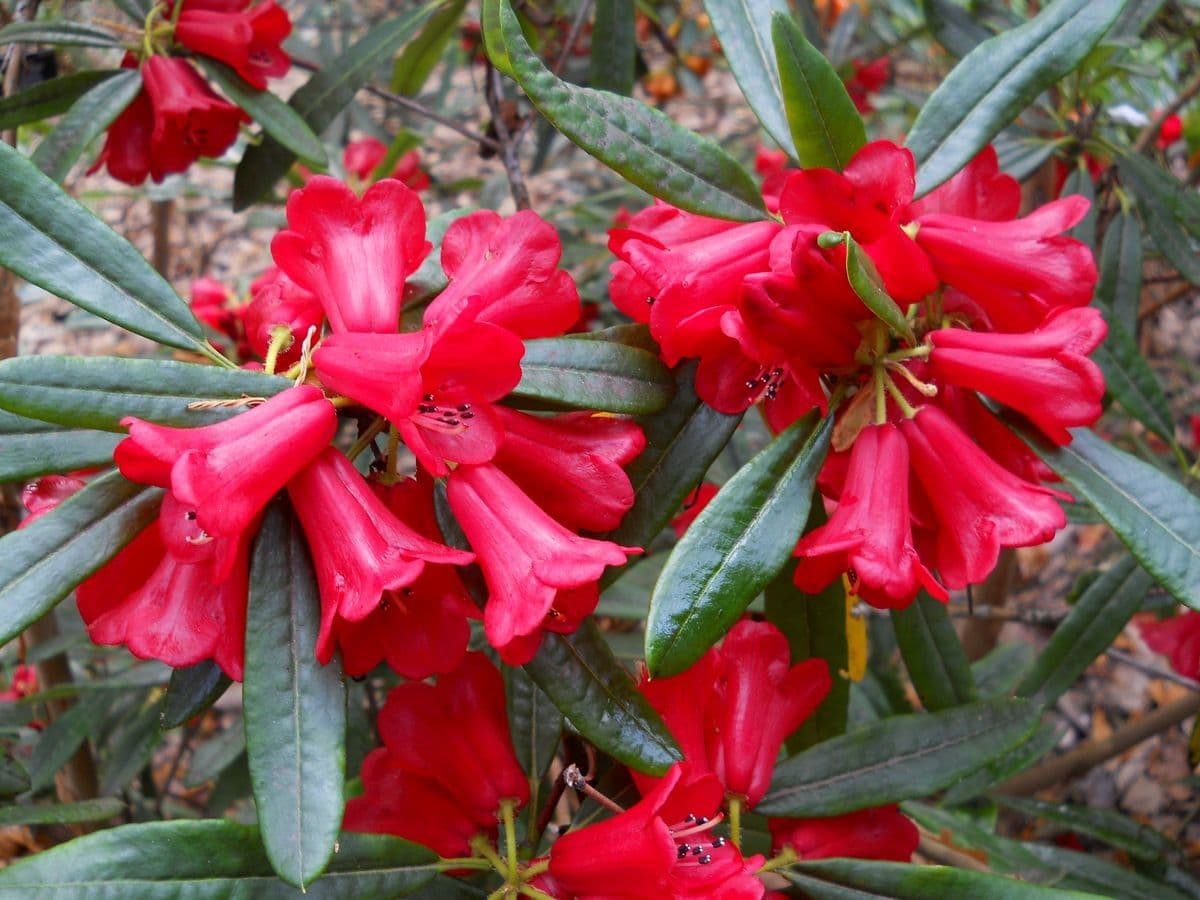 Rododendron 4
