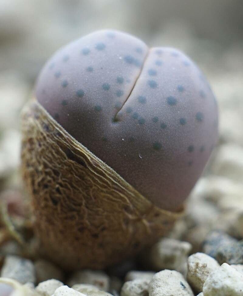 Wilmots Dinteranthus
