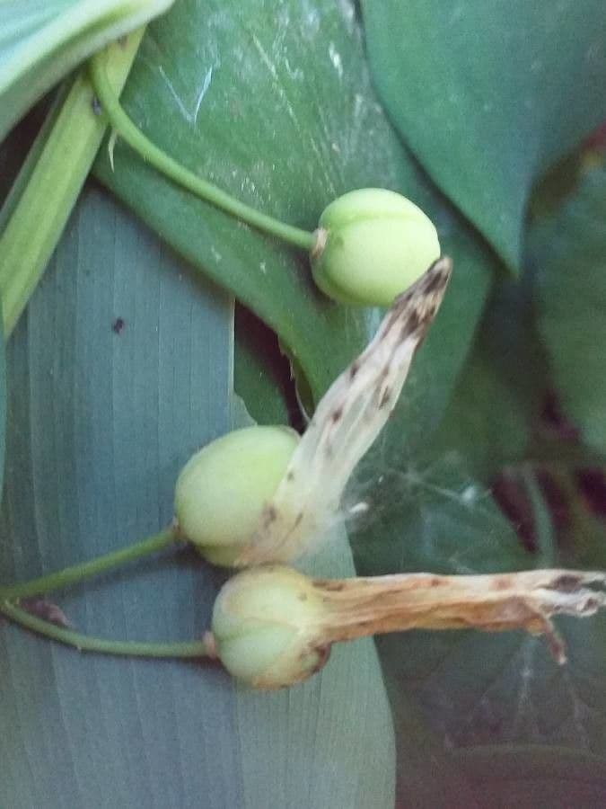 Echtes Salomonssiegel 5
