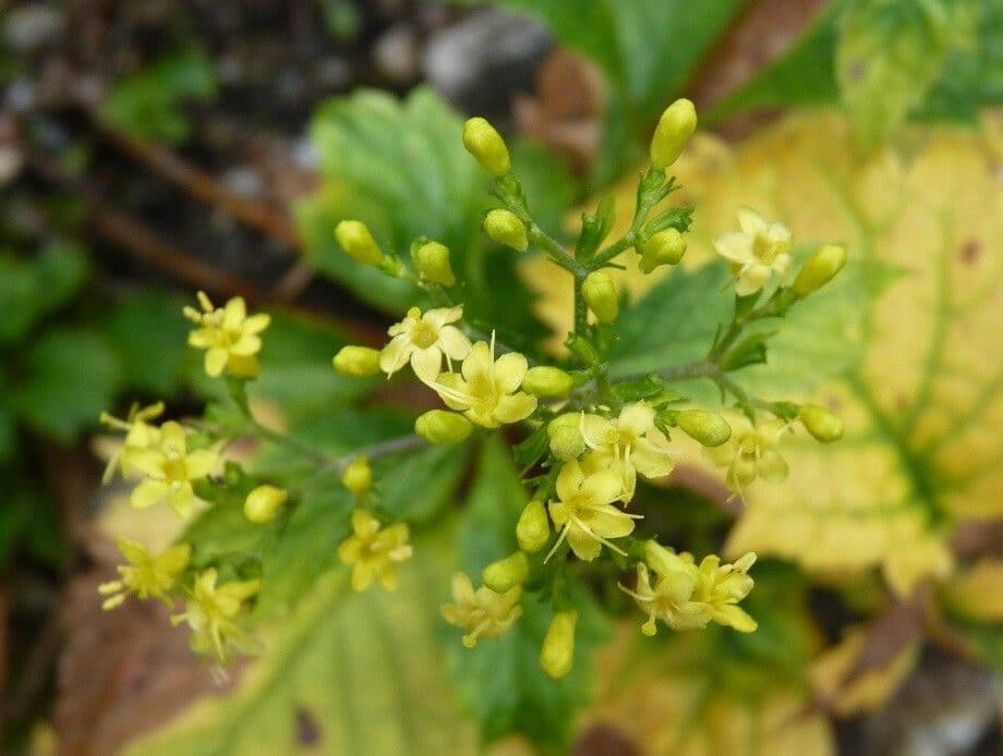 Patrinia