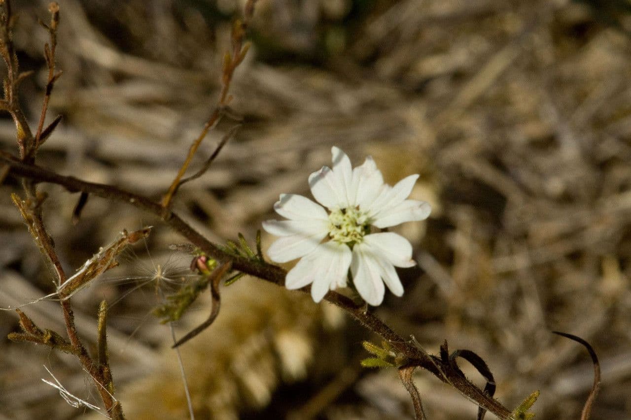 Hemizonia zoskupená 11