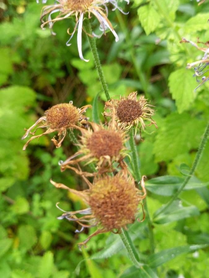 Fleabane piękny