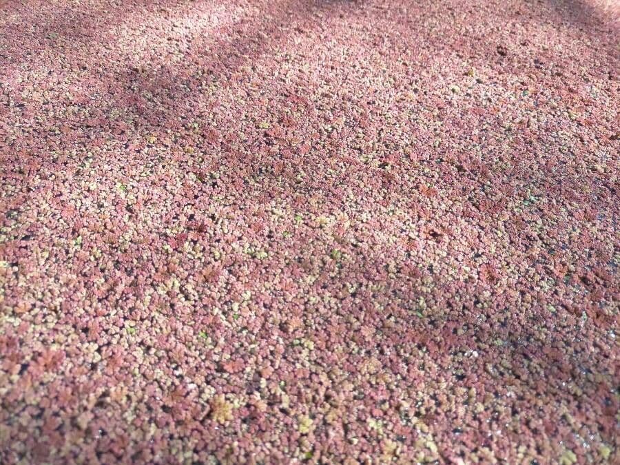 Azolla drobna 8